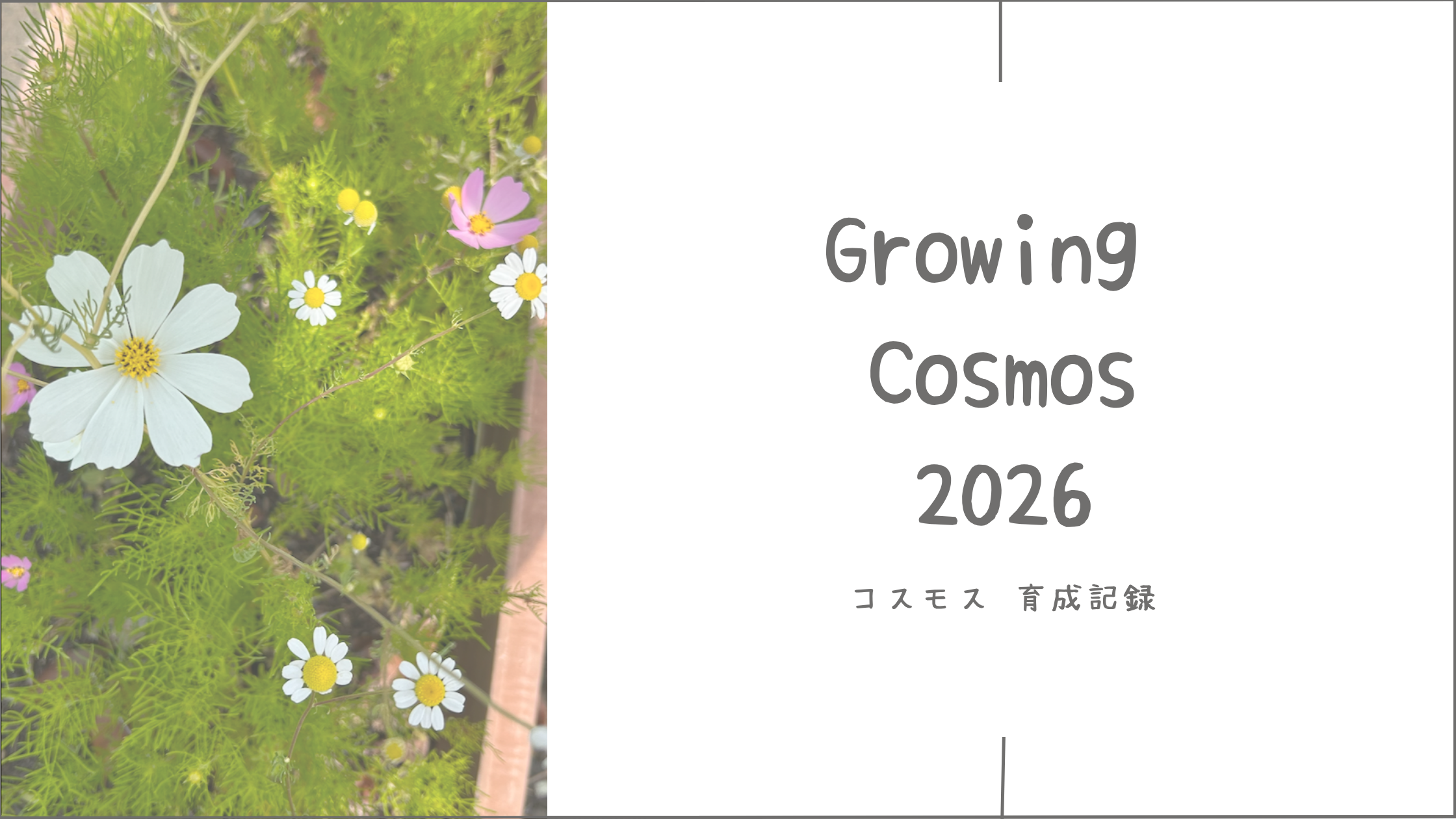 コスモス育成記アイキャッチ画像
