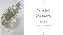 ローズマリー育成2025│母から譲り受けた小さな鉢植え