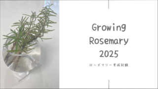 ローズマリー育成2025│母から譲り受けた小さな鉢植え