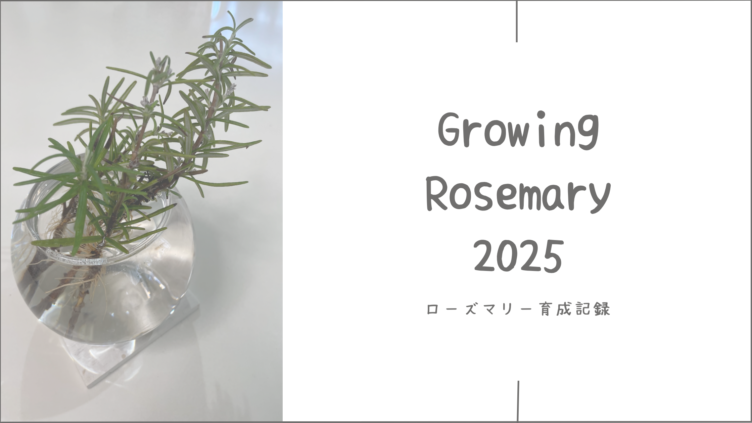 ローズマリー育成2025│母から譲り受けた小さな鉢植え