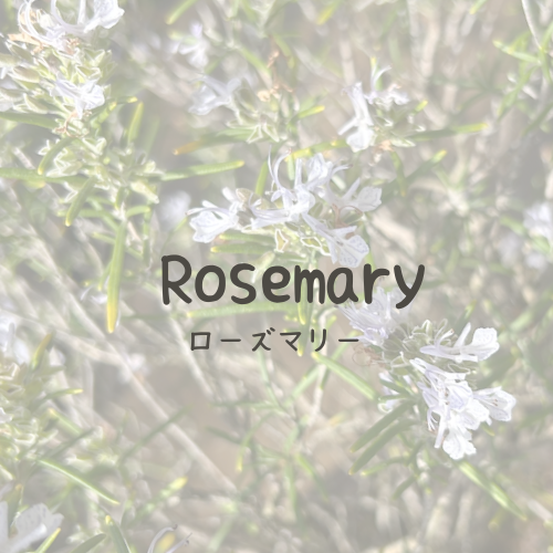 rosemary