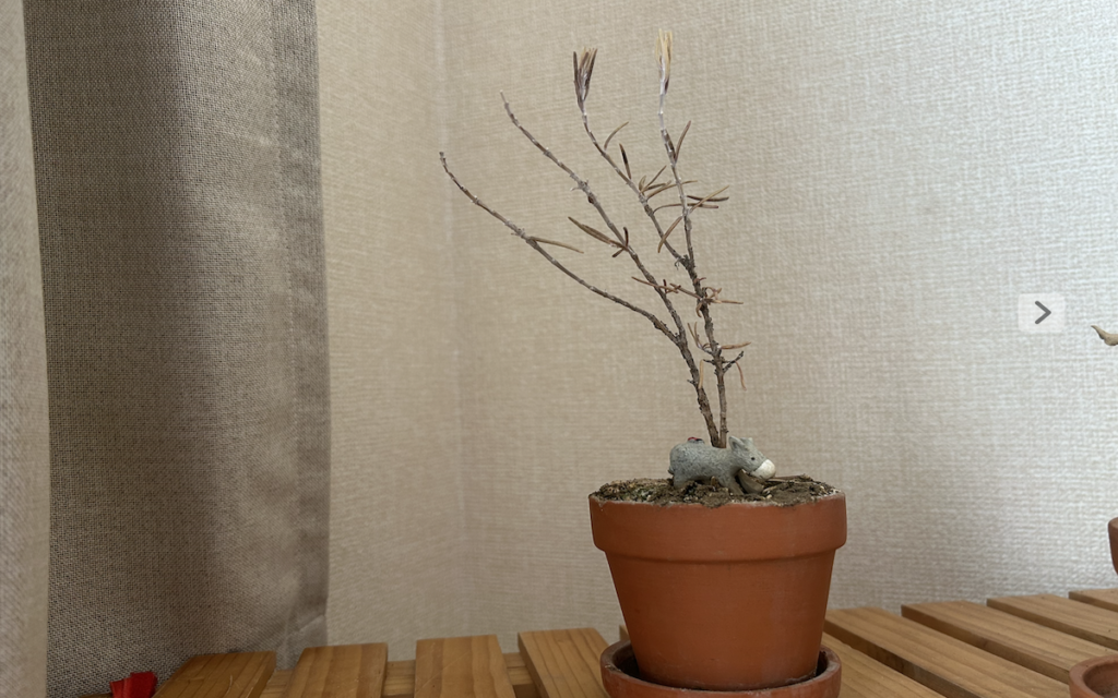 ローズマリー│枯れて葉がほとんどなくなった鉢植え