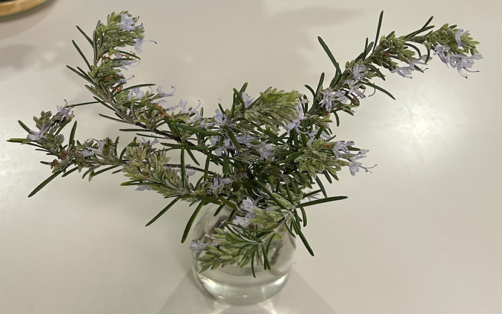 ローズマリー│花の咲いた枝をまとめて花瓶に生けた様子