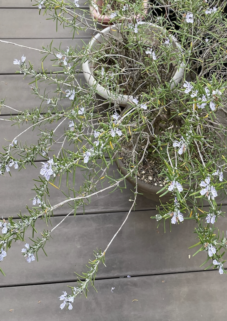 ローズマリー│枝を伸ばして育った鉢植えの様子