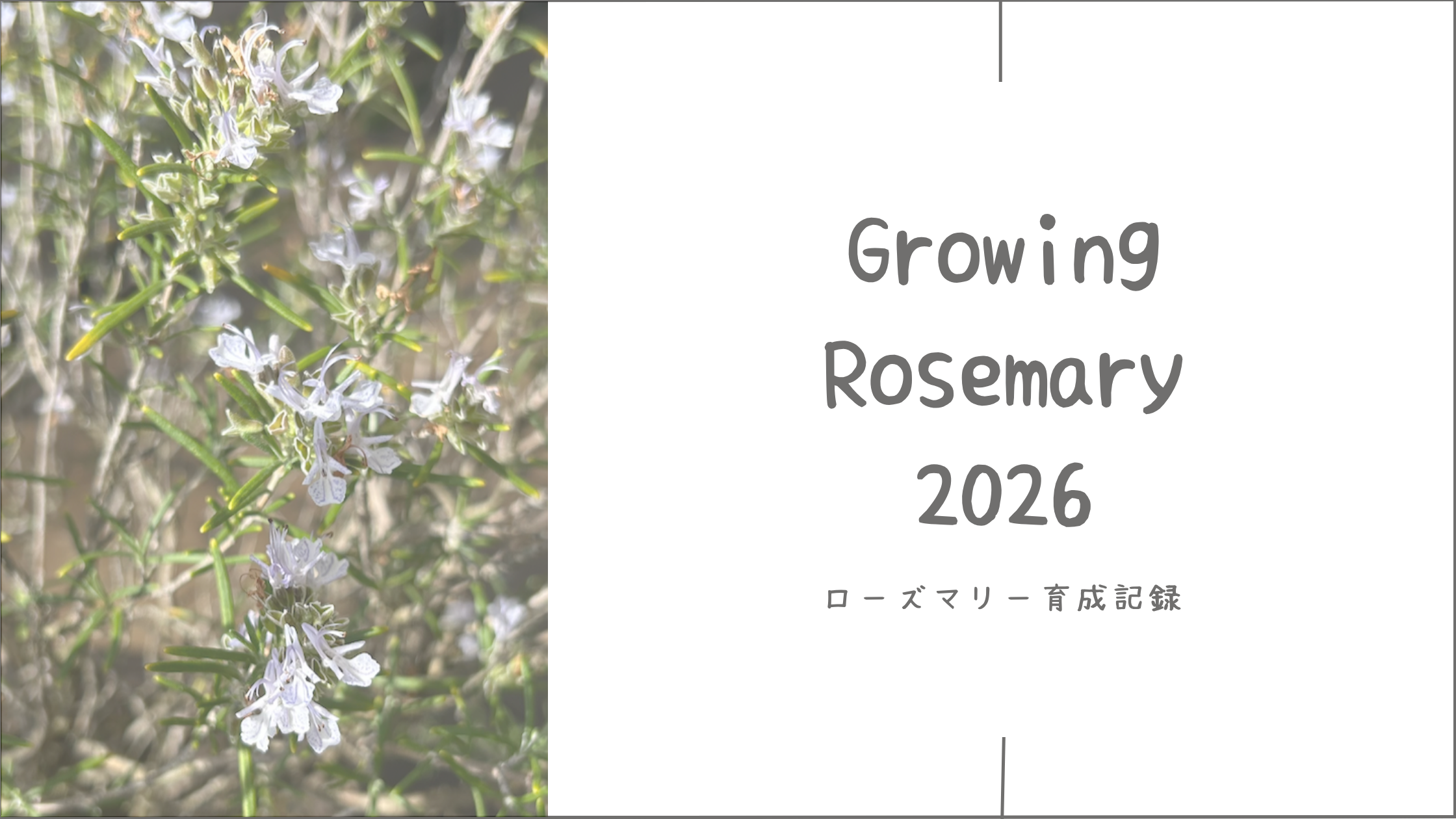 ローズマリー育成記アイキャッチ画像